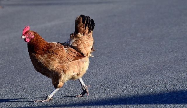 Chicken road online - Entdecke die Spannung des beliebten Chicken Road Spiel in Deutschland